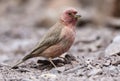 Sinairoodmus, Sinai Rosefinch, Carpodacus synoicus