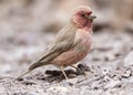 Sinairoodmus, Sinai Rosefinch, Carpodacus synoicus