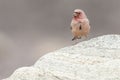 Sinairoodmus, Sinai Rosefinch, Carpodacus synoicus