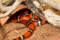 Sinaloan Milk Snake