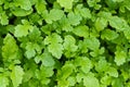 Sinapis alba L. seedlings top view, green manure crop in garden