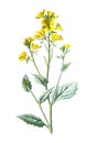 Sinapis arvensis, the charlock mustard, field mustard, wild mustard or charlock family of the Brassicaceae flower. Antique hand dr