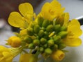 Sinapis a mustard flower.