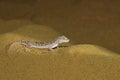 Sind Sand Gecko, Crossobamon orientalis Desert National Park