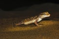 Sind Sand Gecko, Crossobamon orientalis. Sam Desert, Rajasthan, India