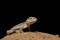 Sind Sand Gecko