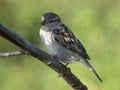 Portrait of Female Sind Sparrow Sitting on Branch