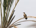 Sind Woodpecker, Dendrocopos assimilis