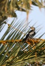 Sind Woodpecker, Dendrocopos assimilis