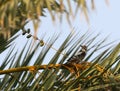 Sind Woodpecker, Dendrocopos assimilis