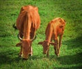 Sindhi red cow with her young cute baby calf - GO VEGAN