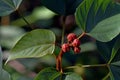 Sinduria leaf Fruit & flowerAchiote, Annatto, Arnatto or Jaffra is also called Lipstick tree. It is called Sinduria or Latkan in