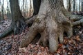 Sinewy roots at the base of tree trunks, La Tourette Park, Staten Island, NY