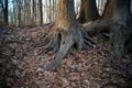 Sinewy roots at the base of tree trunks, La Tourette Park, Staten Island, NY