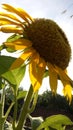 SUNFLOWER AND SUNLIGHT