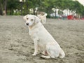 a sinful white dog sits on the beach and dreams