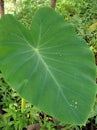 Singal leaf tree Royalty Free Stock Photo