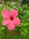 a singal red flower Royalty Free Stock Photo