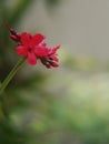 Singal red flower Royalty Free Stock Photo