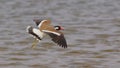 Red wattled lapwing bird, natural, nature, wallpaper Royalty Free Stock Photo