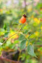 Singal rose hips (Rosa canina),close-up isolated on a blurred background. Royalty Free Stock Photo