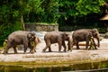 SINGAPORE - APRIL 14: Elephant show in Singapore zoo on April 14, 2016 in Singapore