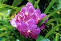 Singapore / Asia : 09/04/2020: Beautiful Pink flower in the botanic national garden in Singapore Royalty Free Stock Photo