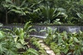 Singapore Botanic Gardens Royalty Free Stock Photo