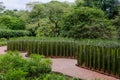 The Singapore Botanic Gardens. Royalty Free Stock Photo