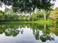 Singapore Botanic Gardens Swan Lake Royalty Free Stock Photo