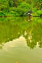 Singapore Botanic Gardens Swan Lake