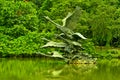 Singapore Botanic Gardens, Swan Lake