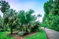 Tourists strolling along the path way at Singapore Botanic Gardens. Royalty Free Stock Photo