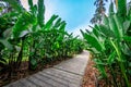 Beautiful path way at Singapore Botanic Gardens. Royalty Free Stock Photo