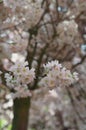 Singapore, 2018 : Cherry blossoms in bloom at the Flower Dome