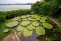 Singapore - CIRCA 2018: Lilly pads in a pond bathed in evening light and ripples in the famous Botanic Gardens, Singapore as