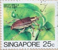SINGAPORE - CIRCA 1985 : a postage stamp printed in Singapore showing a water beetle; donacia javana; circa 1985