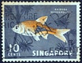 SINGAPORE - CIRCA 1962: A stamp printed in Singapore shows a Harlequin rasbora fish, circa 1962.