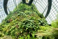 Singapore, 22/01/19. Cloud Forest Conservatory in Gardens by the Bay in Singapore with cool-moist green mountain