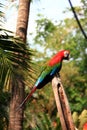 Singapore colored parrot Royalty Free Stock Photo