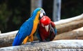 Singapore colored parrots Royalty Free Stock Photo