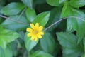 Singapore Daisy Flower with lush green background Royalty Free Stock Photo