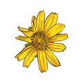 Singapore daisy frower drawing