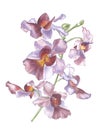 Singapore Flower, Illustration of Vanda Miss Joaquim Flowers. The National Flower of Singapore. Watercolor Hand drawn Royalty Free Stock Photo