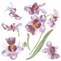 Singapore Flower, Illustration of Vanda Miss Joaquim Flowers. The National Flower of Singapore. Watercolor Hand drawn