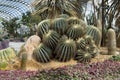 Singapore. Group of cacti in the greenhouse in the gardens of the Bay golden barrel cactus.