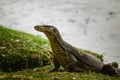 Komodo dragon at the park Royalty Free Stock Photo