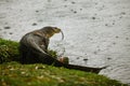 Komodo dragon at the park Royalty Free Stock Photo