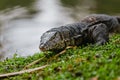 Komodo dragon at the park Royalty Free Stock Photo