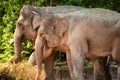 Asian elephants at Singapore Zoo